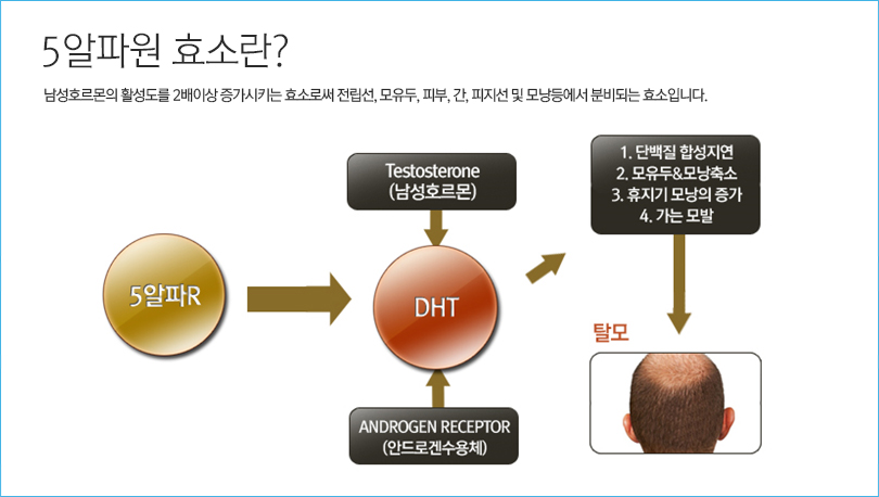 5알파원 효소란? 남성호르몬의 활성도를 2배 이상 증가시키는 효소로써 전립선,모유두,피부,간,피지선 및 모낭등에서 분비되는 효소입니다.