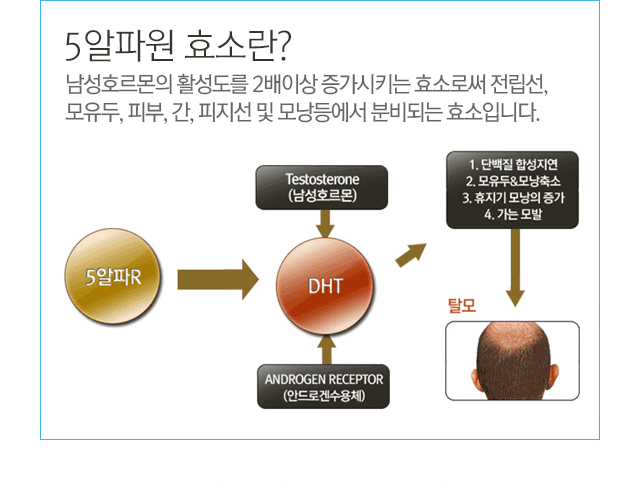 5알파원 효소란? 남성호르몬 활성도를 2배이상 증가시키는 효소로써 전립선, 모유두, 피부, 간, 피지선 및 모낭등에서 분비되는 효소입니다.